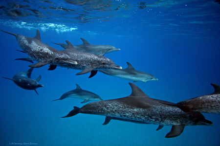 Pantropical Spotted Dolphin Habitat